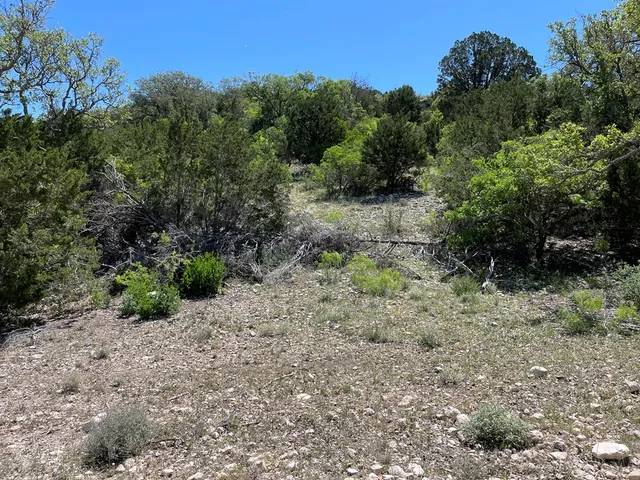 a view of a forest filled with trees