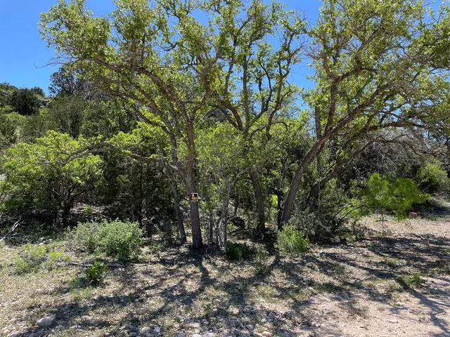 a view of a forest with a tree in the background