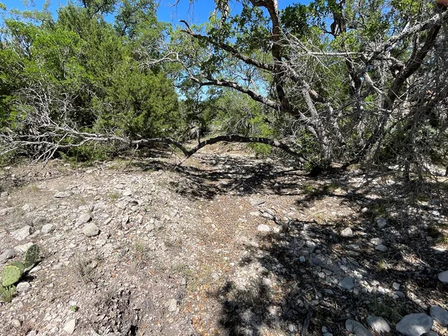 a view of a forest with a tree