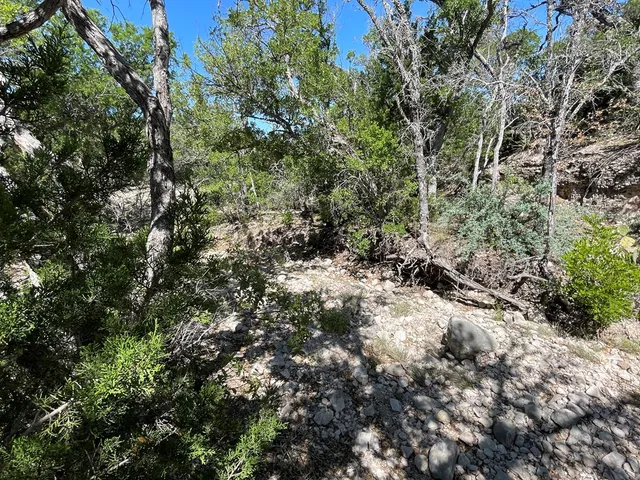 a view of a forest with lots of trees