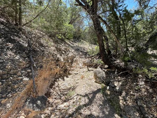 a view of a yard with a tree