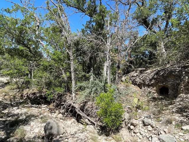 a view of a yard with plants and large trees