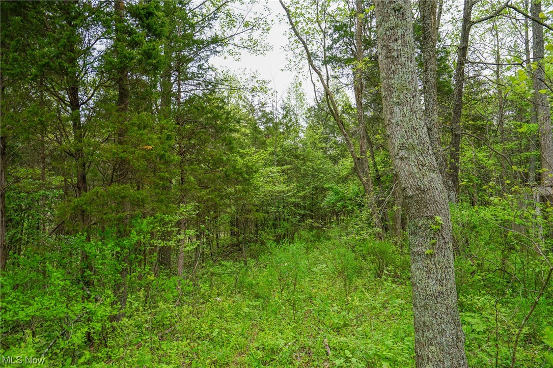 Hill Road Blue Creek, OH 45616 - Photo 8 of 26 Gallery Image 8