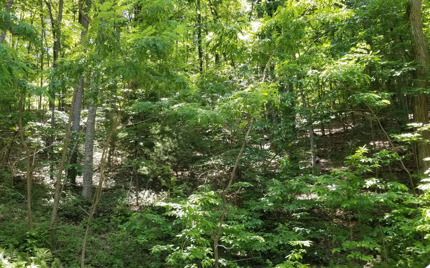 Lot16 Channing Ridge Road Morganton, GA 30560 - Photo 1 of 1 Main View