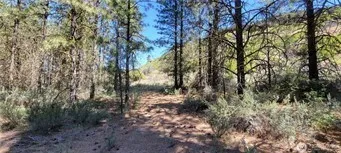 a view of a yard with plants and trees