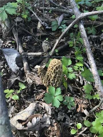 $10,000 | 1 Private Drive 3394 Drive, Savannah, MO 64485