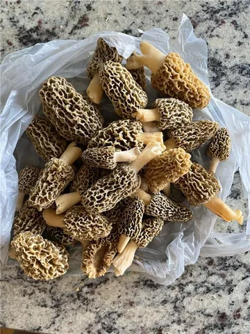 $10,000 | 1 Private Drive 3394 Drive, Savannah, MO 64485