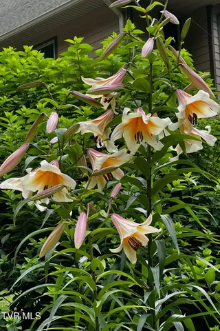 $1,750,000 | 520 Highway 93, Fall Branch, TN 37656