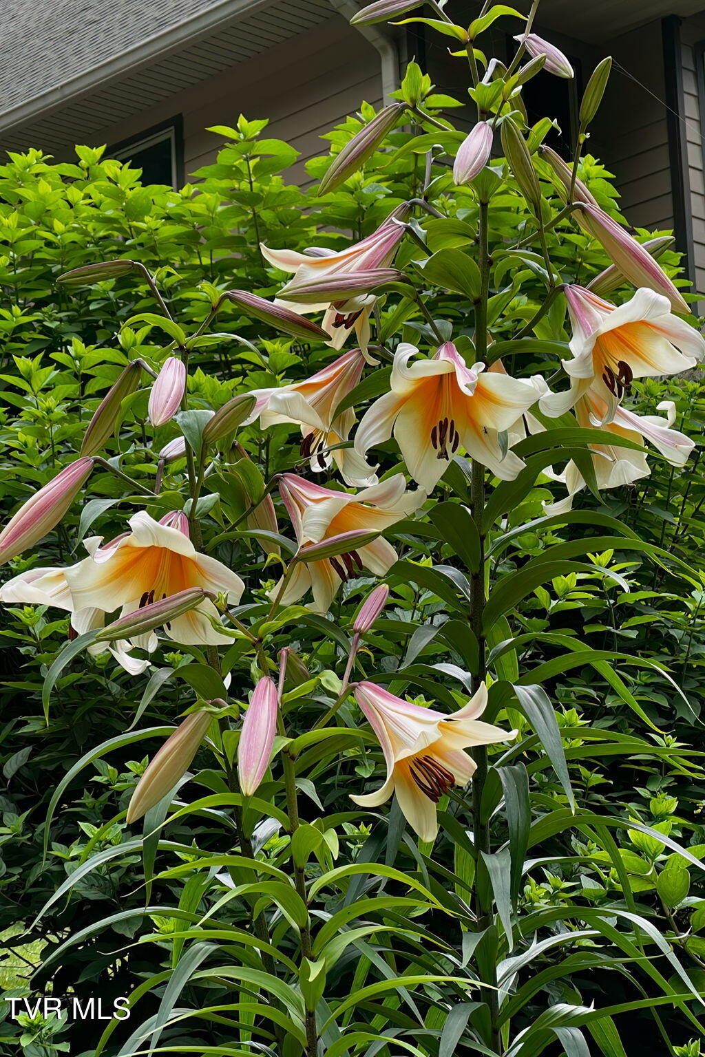 520 Highway 93 Fall Branch, TN 37656 - Photo 83 of 85 520 Highway 93