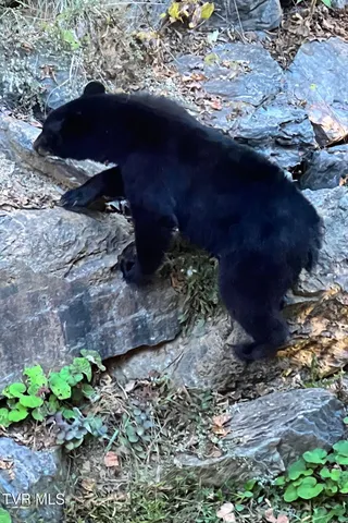 $1,750,000 | 520 Highway 93, Fall Branch, TN 37656