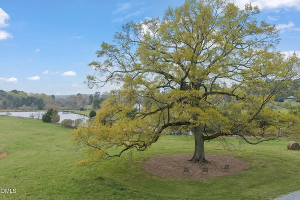 a view of a garden with a tree