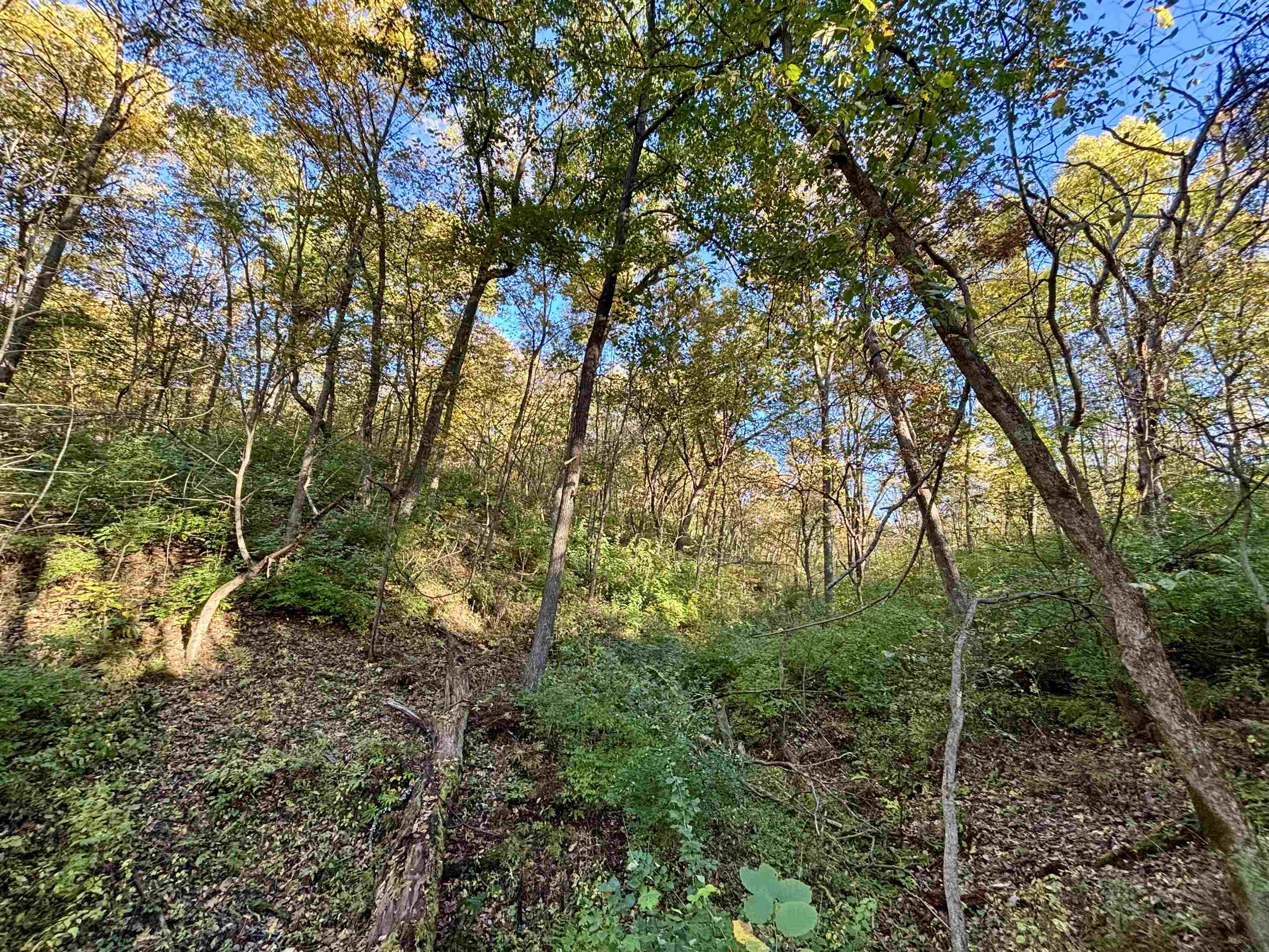 7151 West Blackjack Road Galena, IL 61036 - Photo 34 of 49 a view of a forest