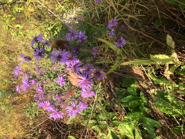 a view of a bunch of trees