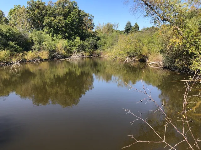 a small yard with flowers