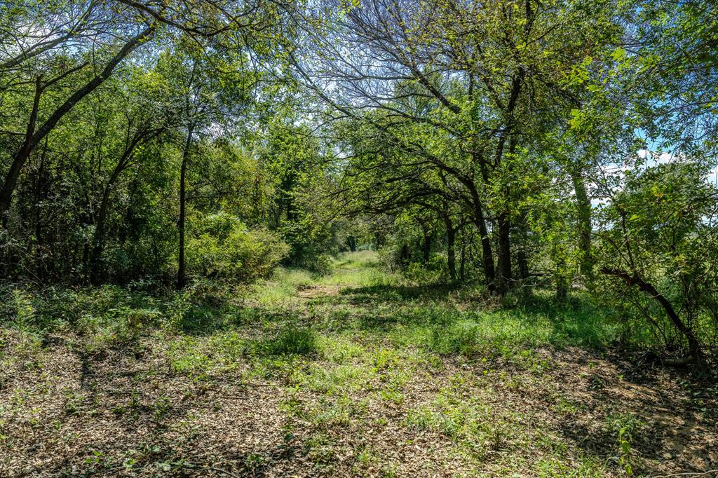 1 West Pleasant Valley Road Bellevue, TX 76228 - Photo 11 of 40 a view of a lush green forest