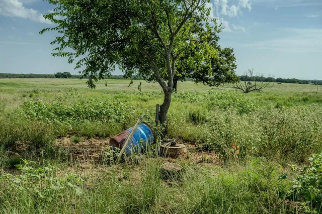 a view of a garden with a tree