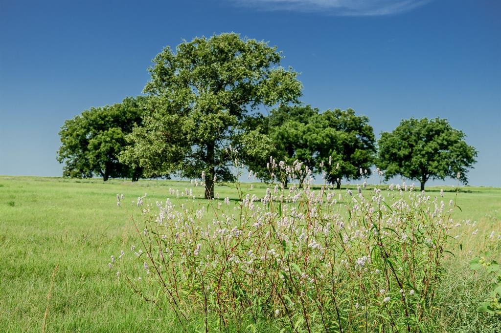 1 West Pleasant Valley Road Bellevue, TX 76228 - Photo 36 of 40 a view of garden
