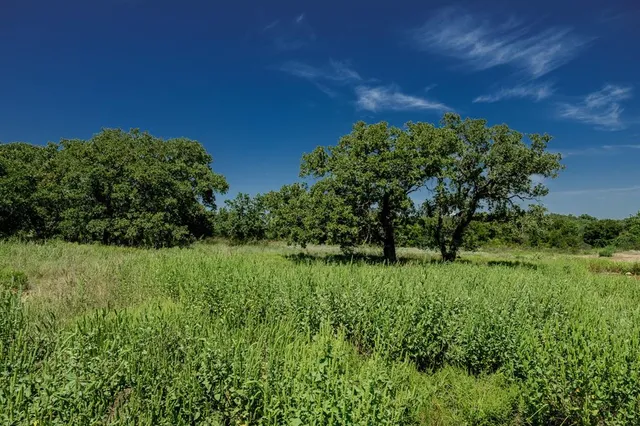 a view of a lush green space