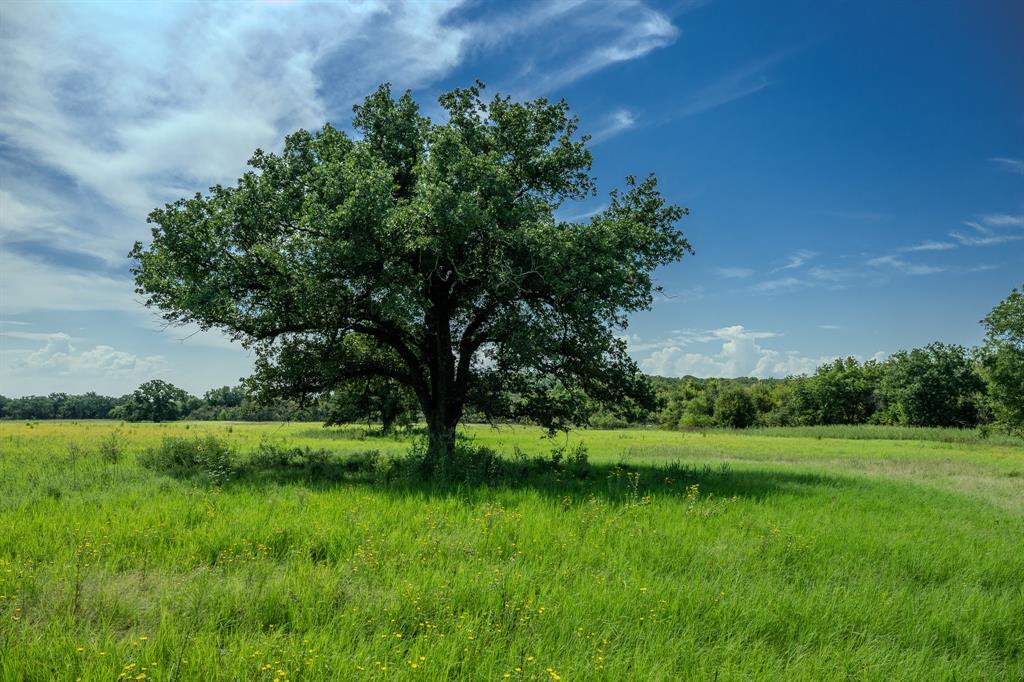 1 West Pleasant Valley Road Bellevue, TX 76228 - Photo 9 of 40 a view of a garden with a tree