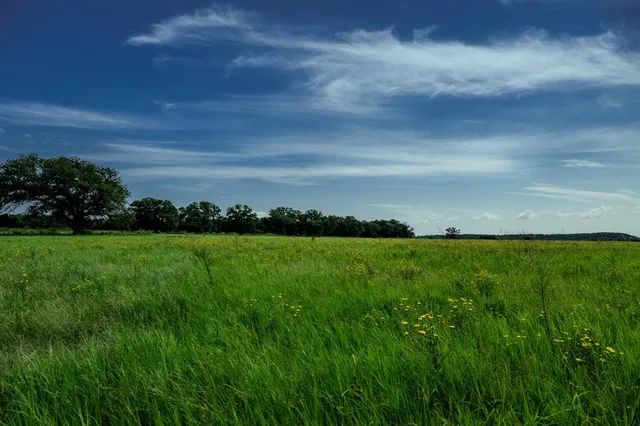 a view of yard with grass & street
