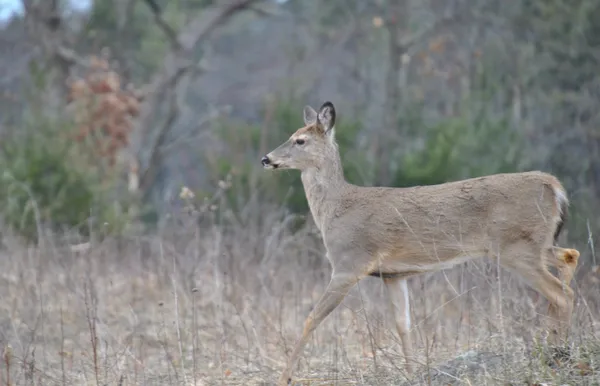 $999,000 | 129.79-ac County Rd FF, Hancock, WI 54943