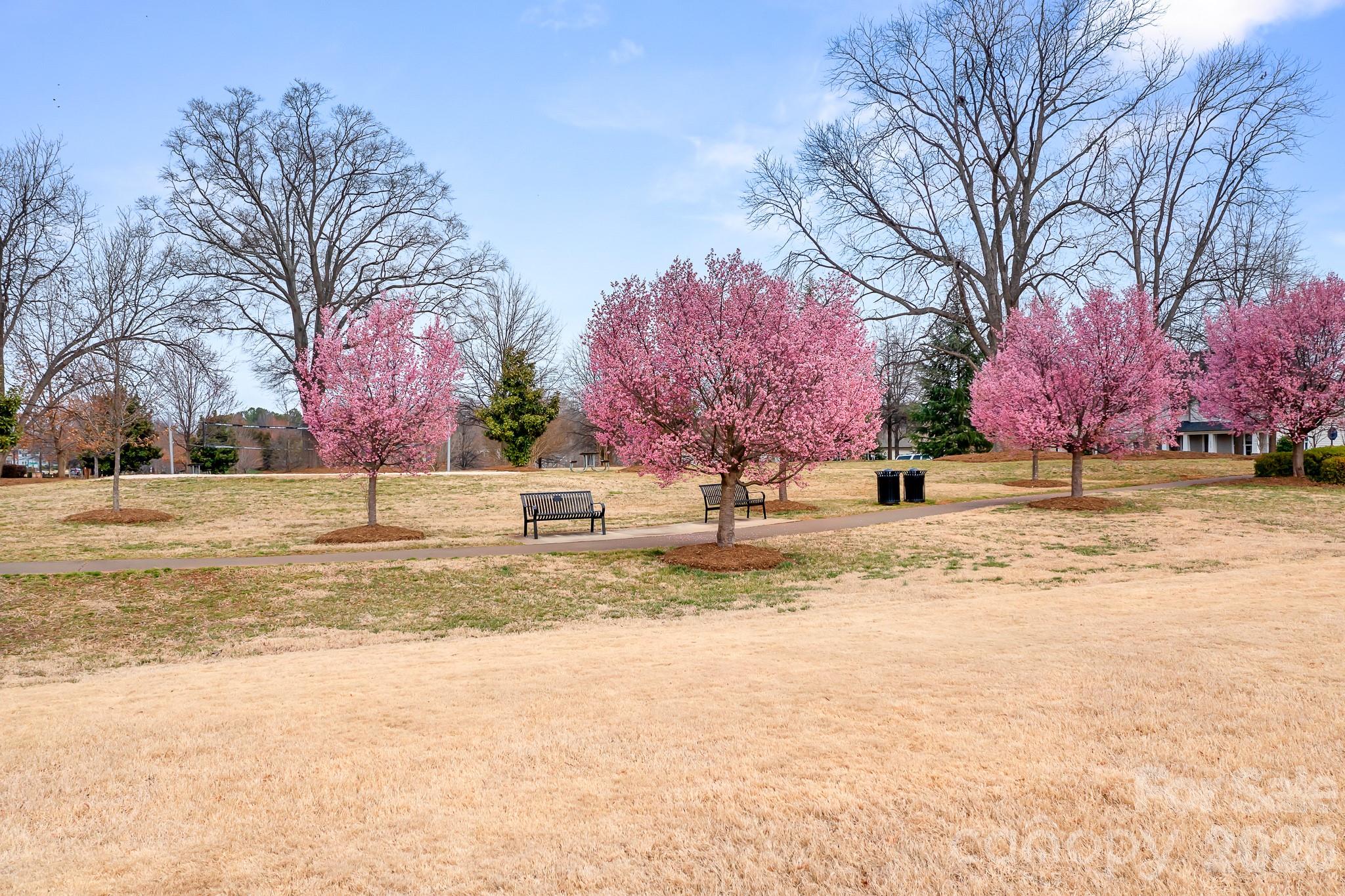 9121 Robbins Preserve Road Cornelius, NC 28031 - Photo 41 of 47 a view of road with large trees