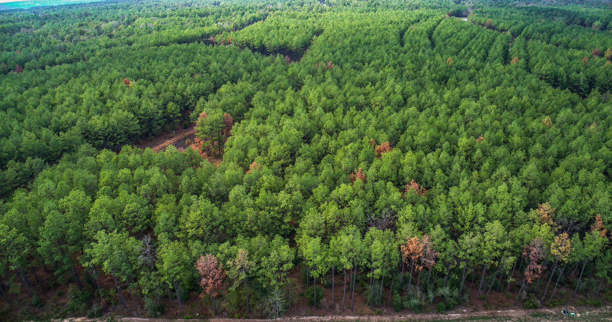 10886 Ruger Road Willis, TX 77378 - Photo 9 of 25 a view of a lush green forest