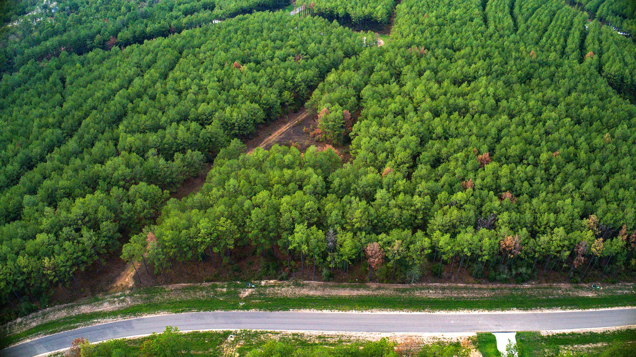 10886 Ruger Road Willis, TX 77378 - Photo 10 of 25 a view of a yard
