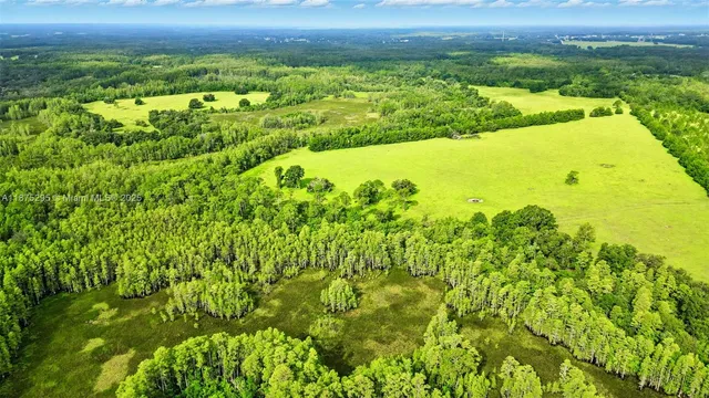 a view of a large yard with plants and large trees