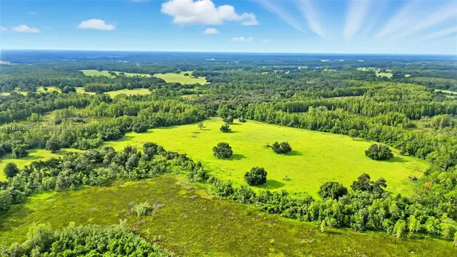 a view of a large trees with a yard
