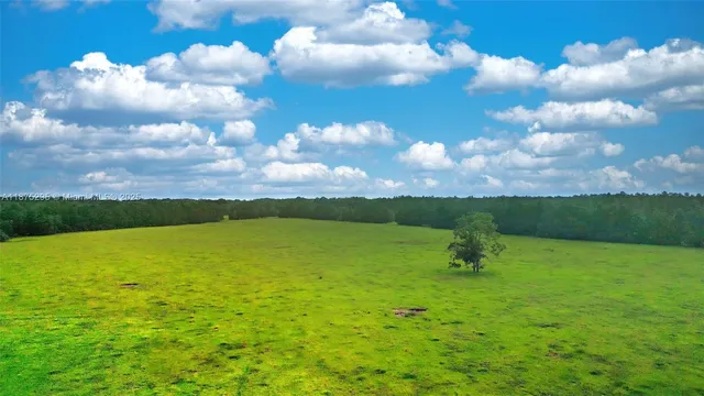 a view of a large yard with plants and large trees