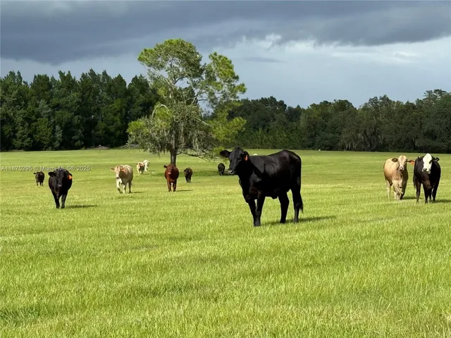 a view of a garden with an ocean