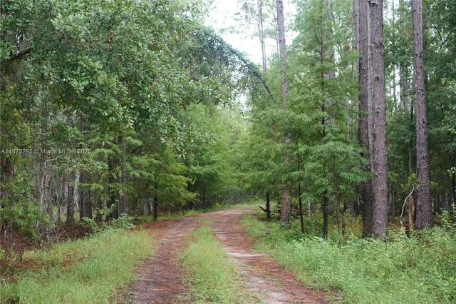 a view of three trees and outdoor space