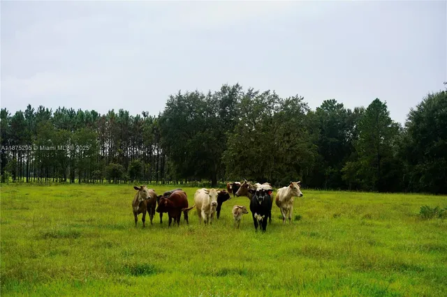 a view of a green field with clear sky