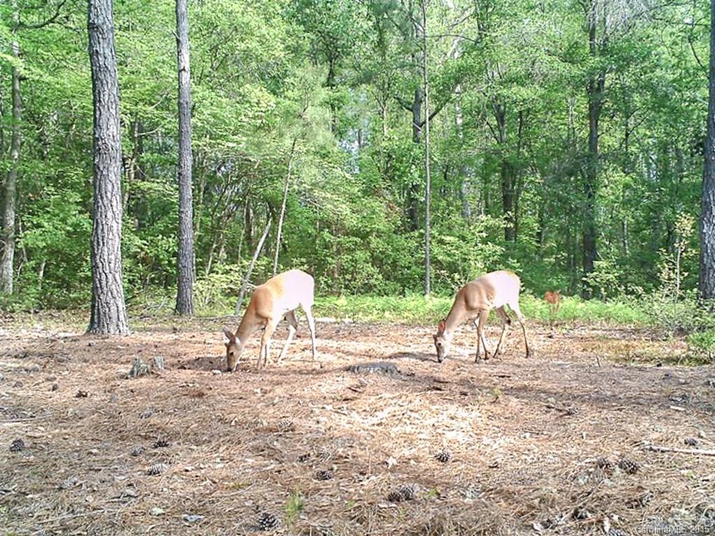 1318 Sycamore Road Mount Croghan, SC 29727 - Photo 20 of 24