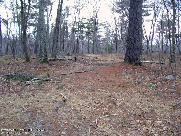 a view of backyard with trees