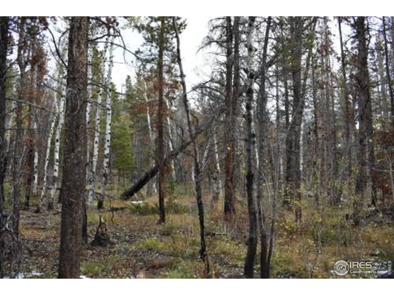 1500 Basking Dog Road Bellvue, CO 80512 - Photo 18 of 28 Gallery Image 18