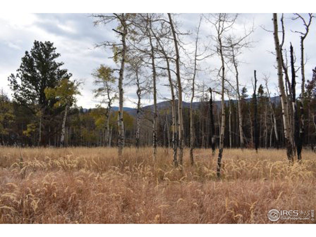 1500 Basking Dog Road Bellvue, CO 80512 - Photo 19 of 28 Gallery Image 19