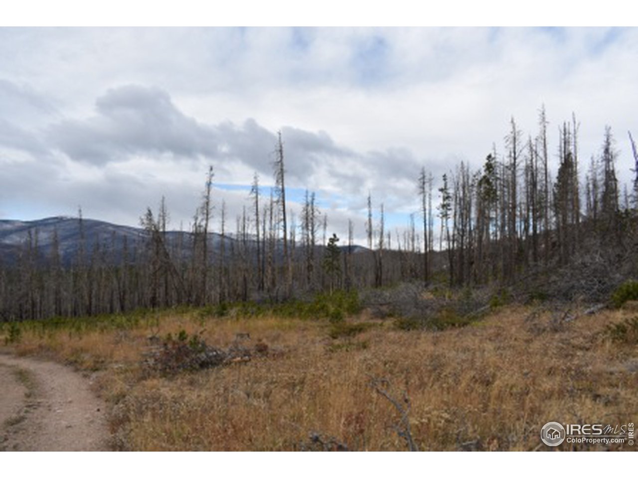 1500 Basking Dog Road Bellvue, CO 80512 - Photo 3 of 28 Road at Property