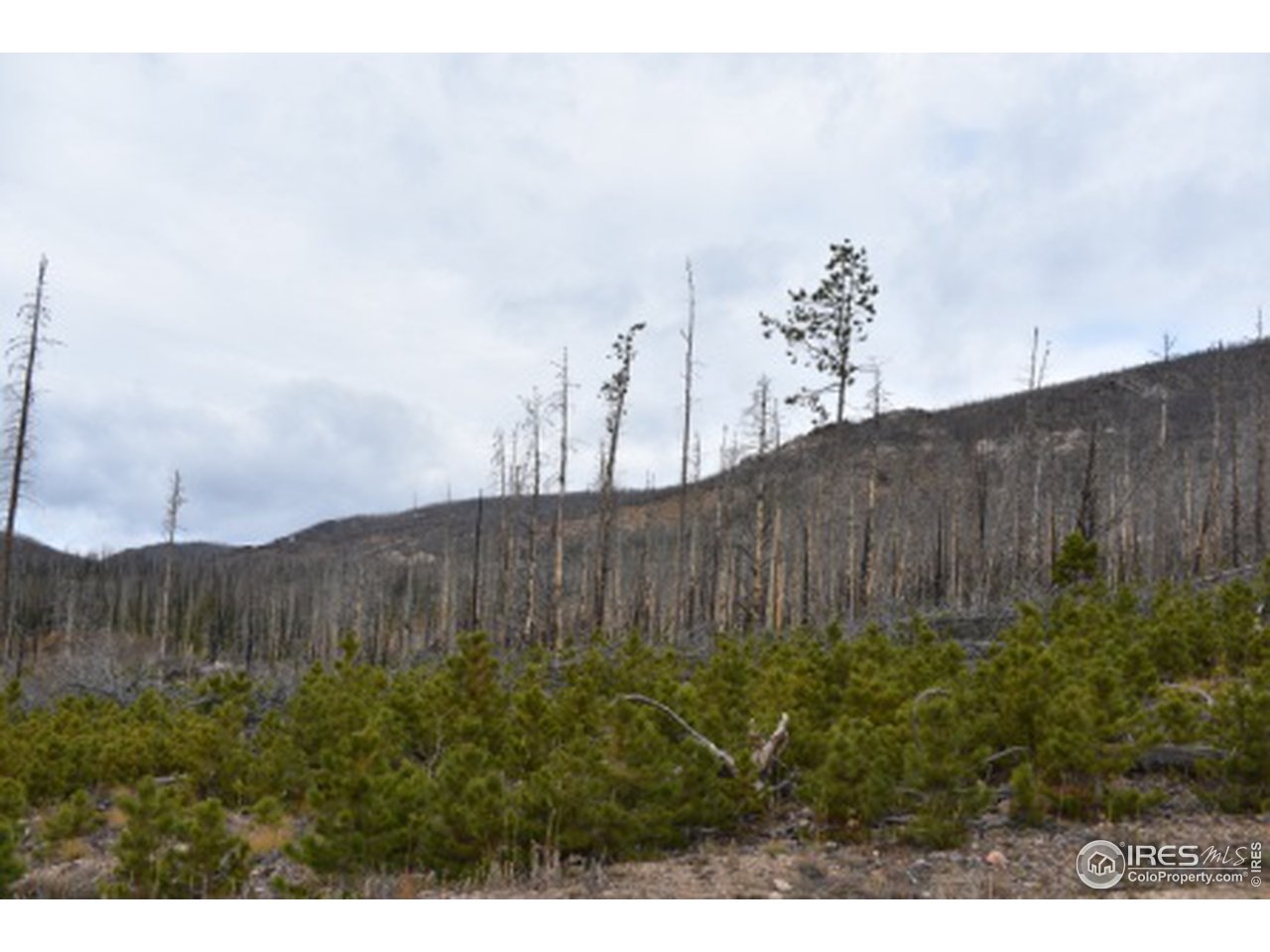 1500 Basking Dog Road Bellvue, CO 80512 - Photo 4 of 28 East White Pine