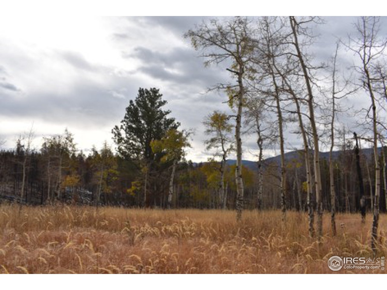 1500 Basking Dog Road Bellvue, CO 80512 - Photo 5 of 28 Gallery Image 5