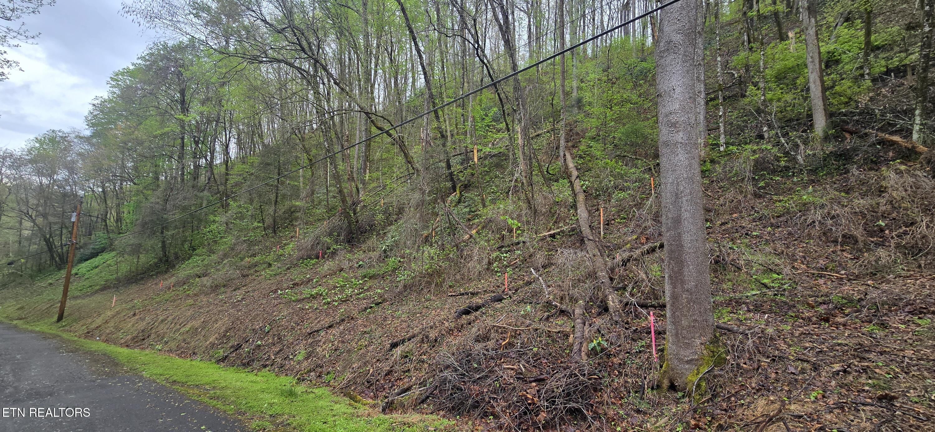 blackwalnut3