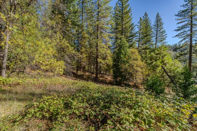a view of a yard with a tree
