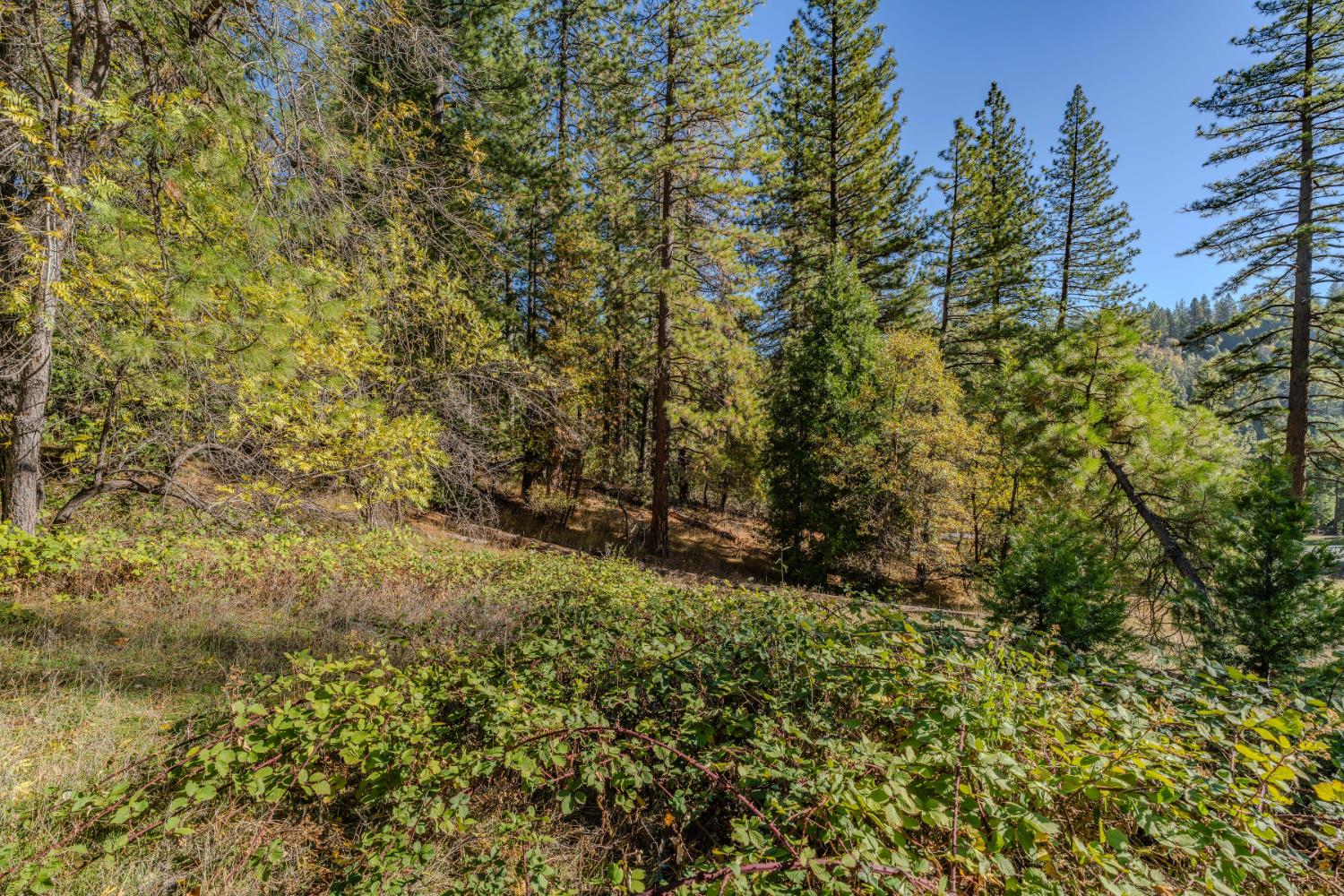 a view of a yard with a tree