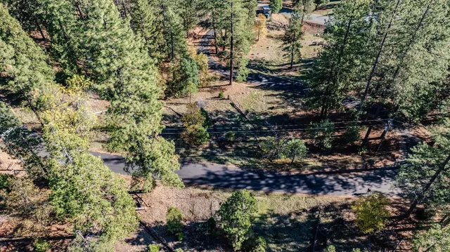 a view of a tree with a tree