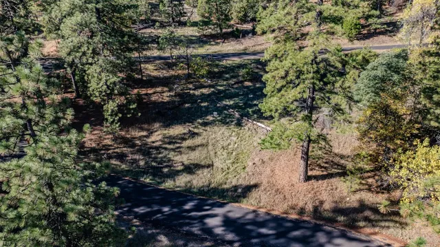 a view of a forest with trees