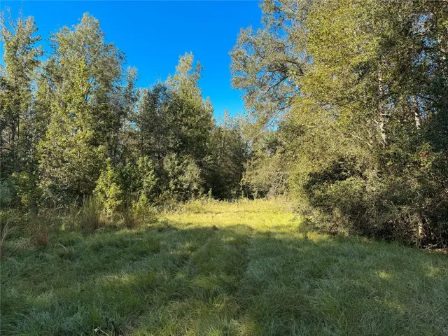 a view of a yard with a tree
