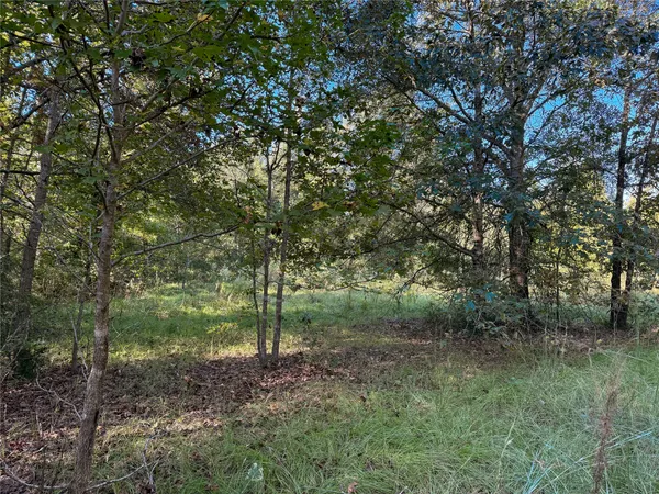 a view of a forest with trees in the background