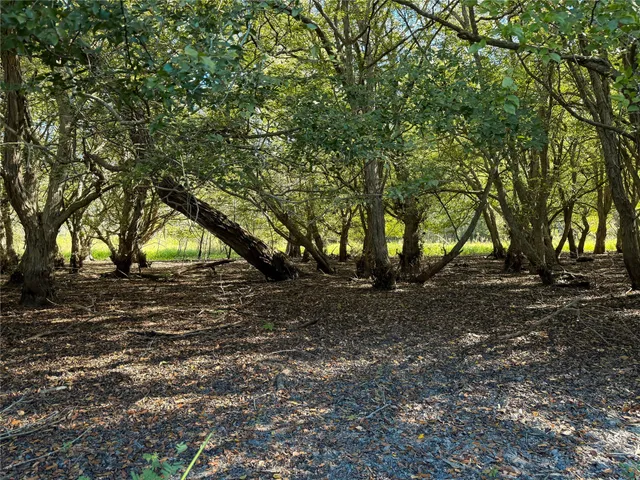 a view of forest with trees