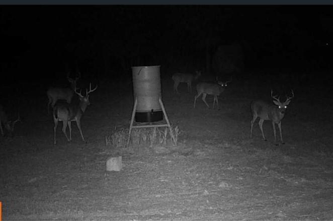 730 North St Decatur Tx 76234 Decatur, TX 76234 - Photo 9 of 22 Lots of deer here